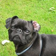 Blanding af racer Rolf