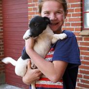 Jack russell terrier Pepsi