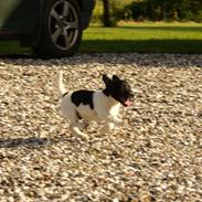 Jack russell terrier Pepsi