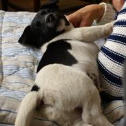 Jack russell terrier Pepsi