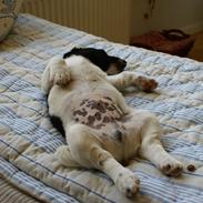 Jack russell terrier Pepsi