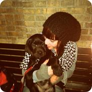 Labrador retriever Olli