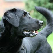 Labrador retriever Kahlua