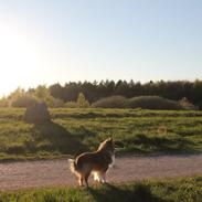 Collie langhåret Tvingsfields Sweet Penelope