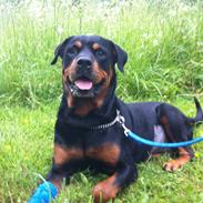 Rottweiler REX