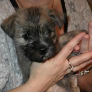 Cairn terrier Café Au Lait alias Gypsy