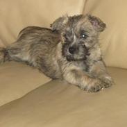 Cairn terrier Café Au Lait alias Gypsy