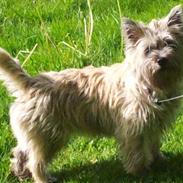 Cairn terrier Café Au Lait alias Gypsy