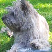 Cairn terrier Café Au Lait alias Gypsy