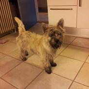 Cairn terrier Café Au Lait alias Gypsy
