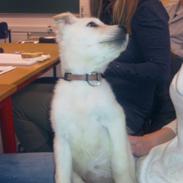 Blanding af racer Bounty