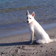 Blanding af racer Bounty