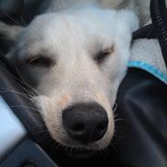 Blanding af racer Bounty