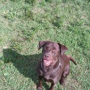 Labrador retriever Nuka