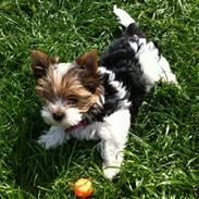 Biewer yorkshire terrier LULU