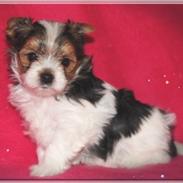 Biewer yorkshire terrier LULU