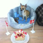 Chihuahua Frk Kvistes Barasso *Prince*