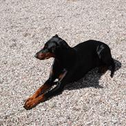 Dobermann Nikki (Grundtvig's Afrodite)