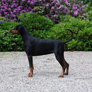 Dobermann Nikki (Grundtvig's Afrodite)