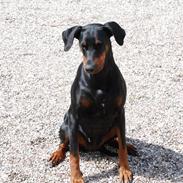 Dobermann Nikki (Grundtvig's Afrodite)