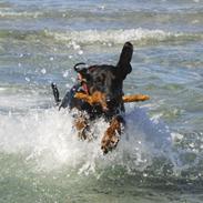 Dobermann Nikki (Grundtvig's Afrodite)