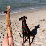 Dobermann Nikki (Grundtvig's Afrodite)