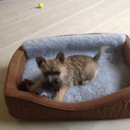 Cairn terrier Ginger