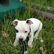 Staffordshire bull terrier Oskar