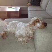 Cocker spaniel Moxon