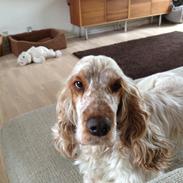 Cocker spaniel Moxon