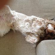 Cocker spaniel Moxon