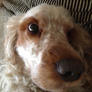 Cocker spaniel Moxon