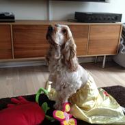 Cocker spaniel Moxon