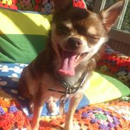 Chihuahua Torben<3