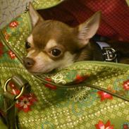 Chihuahua Torben<3