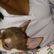 Chihuahua Torben<3