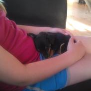 Dvaergpinscher ludvig