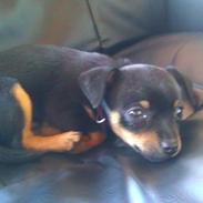 Dvaergpinscher ludvig