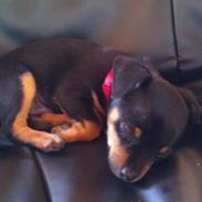 Dvaergpinscher ludvig