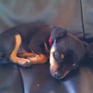 Dvaergpinscher ludvig