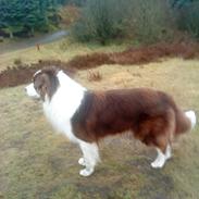 Australian shepherd Barney