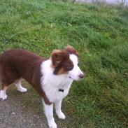 Australian shepherd Barney