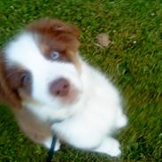 Australian shepherd Barney