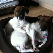 Dansk svensk gaardhund Lulu :)