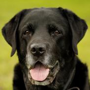 Labrador retriever Rosa