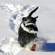 Rottweiler Gunda vom luchweg