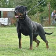 Rottweiler Gunda vom luchweg