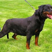 Rottweiler Gunda vom luchweg