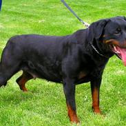 Rottweiler Gunda vom luchweg