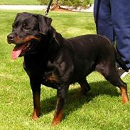 Rottweiler Gunda vom luchweg